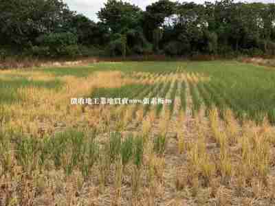 售上大國小大面寬便宜農地農地4,065萬
