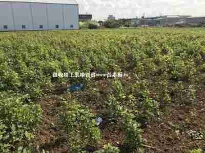 售高鐵旁雙面臨路一般田農地2.5113億