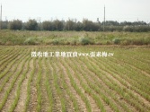 售桃園市中壢區青埔山東國小正路邊便宜農地農地4,300萬